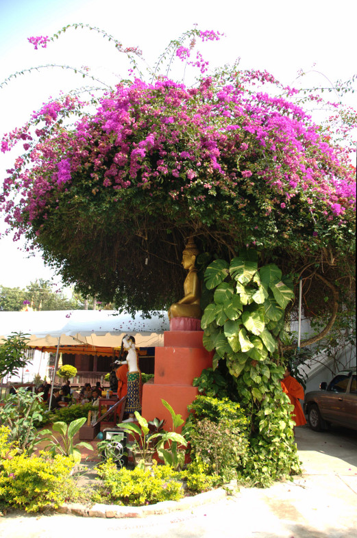 Luang Prabang, Laos: little shrine