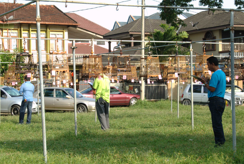 Kota Bharu, Malaysia: Bird singing contest