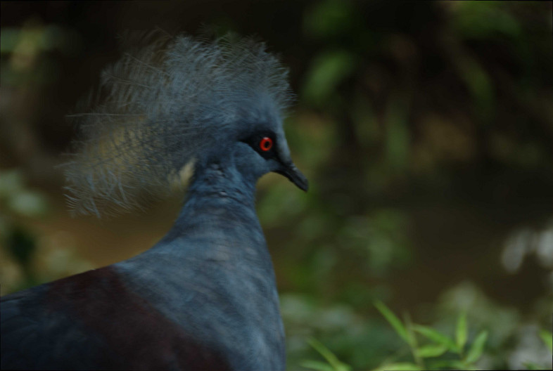 Kuala Lumpur, Malaysia: Bird Park