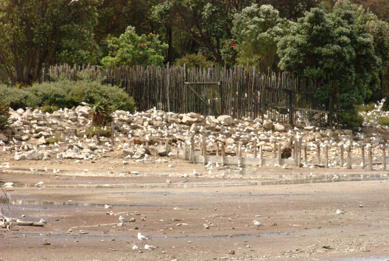 Rotorua, New Zealand: Red-Beak Gulls