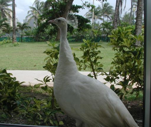 San Juan, Puerto Rico: Peahen at the Caribe Hilton