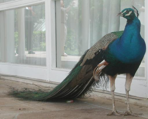 San Juan, Puerto Rico: Peacock at the Caribe Hilton