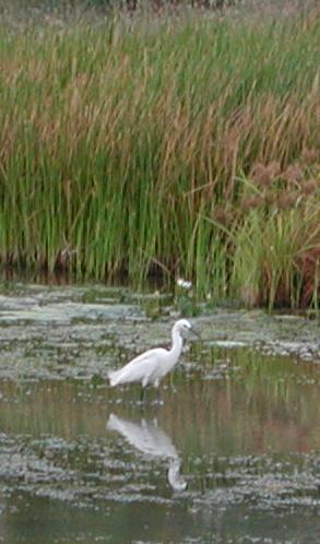 Barbados: Bird Sanctuary