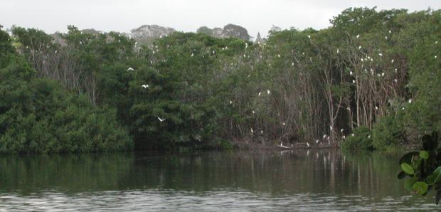 Barbados: Bird Sanctuary