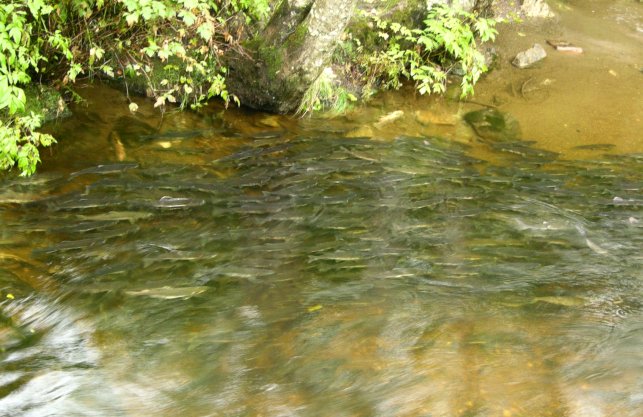 Ketchikan, Alaska: Spawning Salmon
