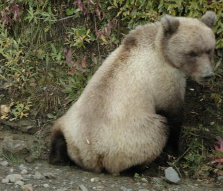 Denali National Park: Three-year Grizzly