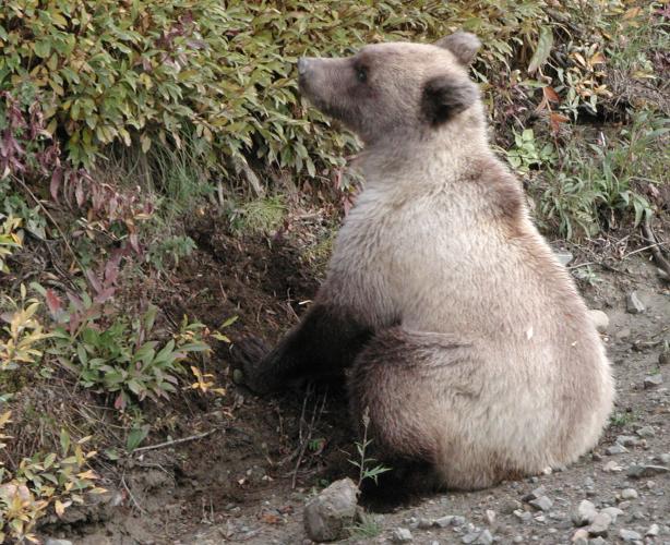 Denali National Park: Three-year Grizzly