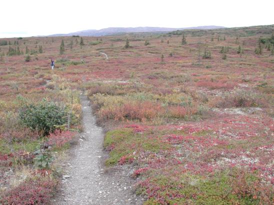 Denali National Park: McKinley Bar Trail