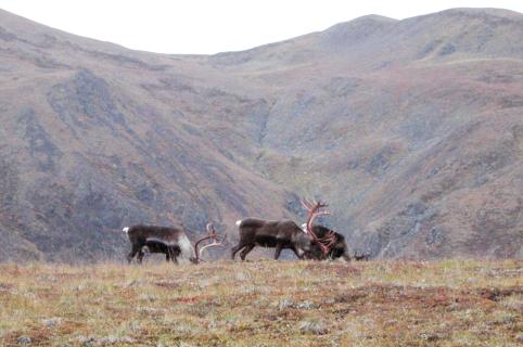 Denali National Park: Caribou