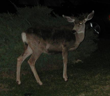 Grand Canyon National Park: Deer at the Village