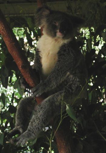 Brisbane, Australia: Lone Pine Koala Sanctuary