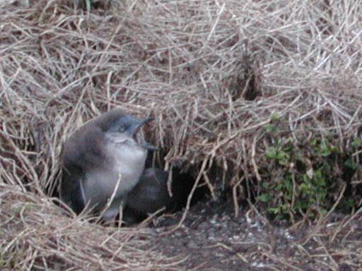 Philip Island, Australia: Hungry Fairy Penguin Chick