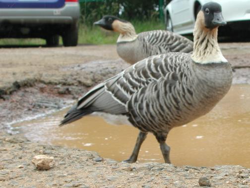Kauai, Hawaii: Nene at Kalalau Lookout