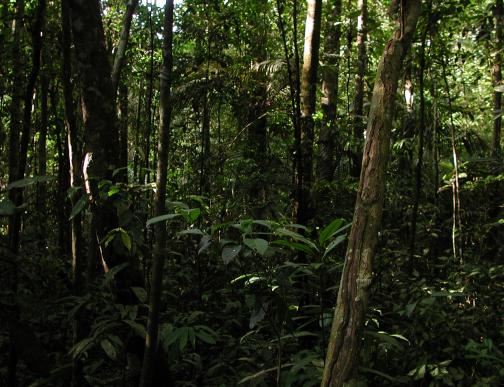 Jurara River, Brazil: Likely Campsite