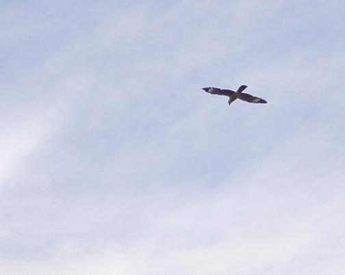 Araca River, Brazil: Hawk