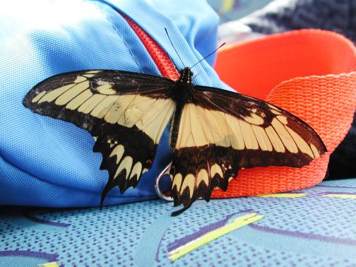 Iguacu Falls, Brazil: Butterfly