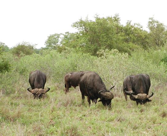 Kruger Park, South Africa: Cape Buffalo