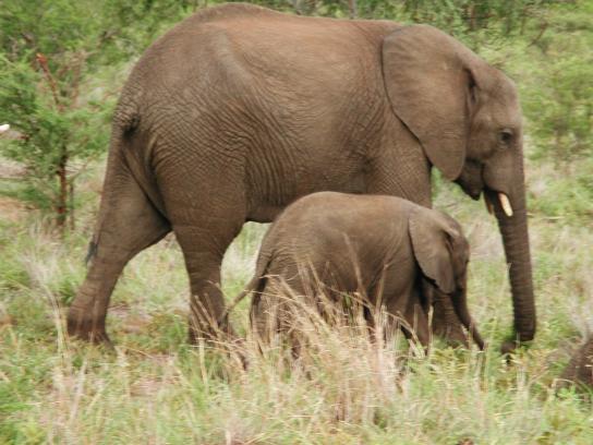 Kruger Park, South Africa: Elephants