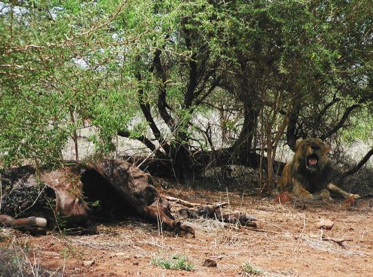 Kruger Park, South Africa: Lionness with Kill