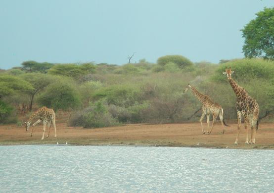 Kruger Park, South Africa: Giraffes