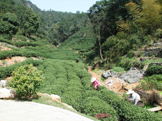 Hang Zhou, China: Tea Fields at Meilongwu