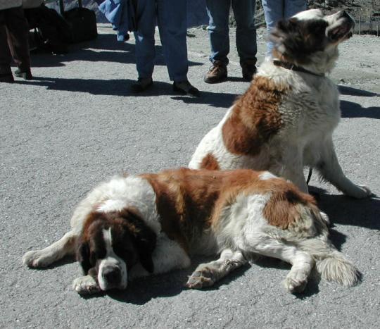 Switzerland: St. Bernards