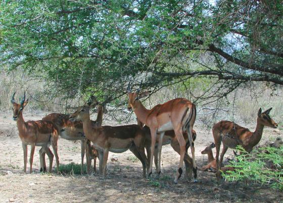 Kruger Park, South Africa: Impalas