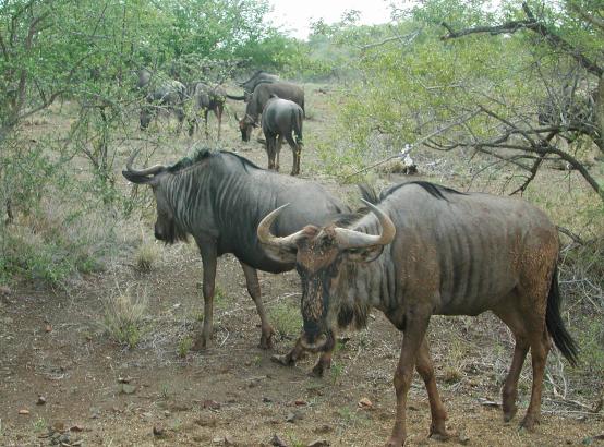 Kruger Park, South Africa: Blue Wildebeeste