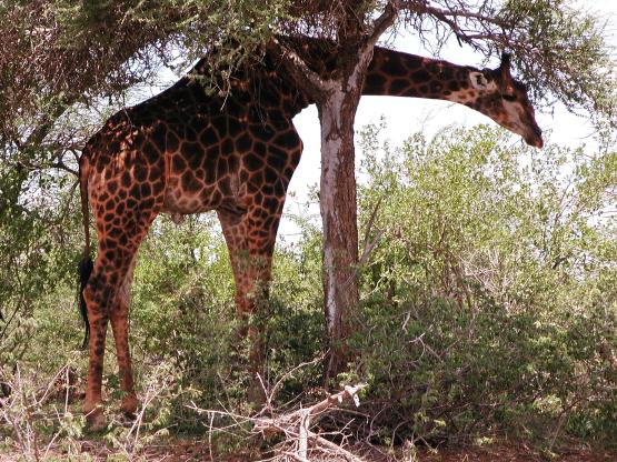 Kruger Park, South Africa: Giraffe