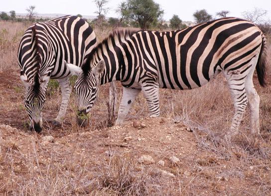 Kruger Park, South Africa: Zebras