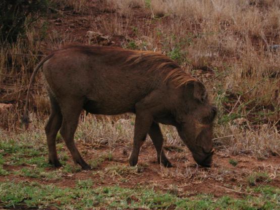 Kruger Park, South Africa: Warthog