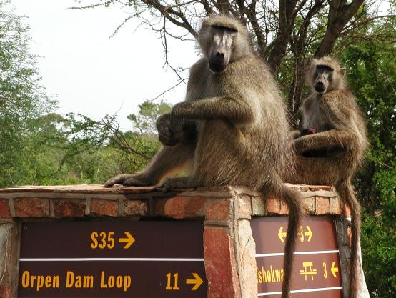 Kruger Park, South Africa: Baboons