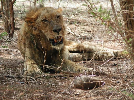 Kruger Park, South Africa: Lion