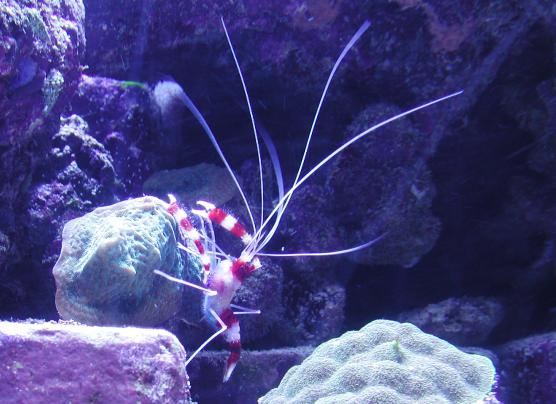 Atlantis Resort, Bahamas: Cleaner Shrimp