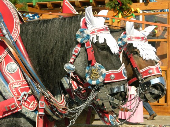 Lowenbrau Horses at Oktoberfest