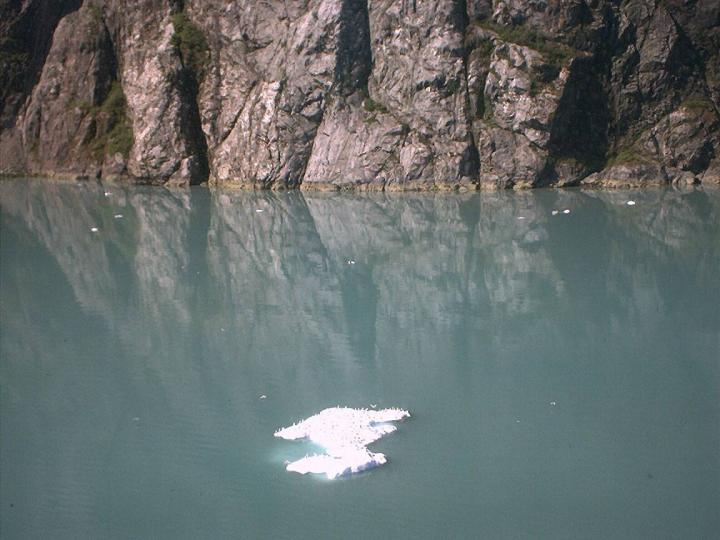 Birds on the Iceberg